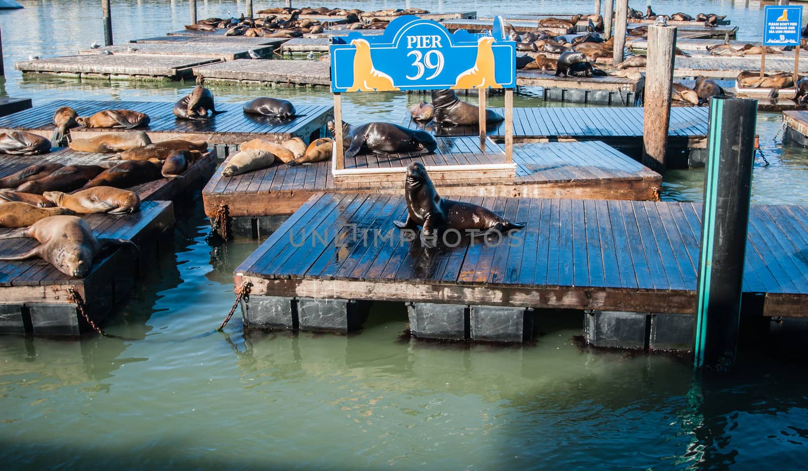 Sea lions at Pier 39, San Francisco, USA california port