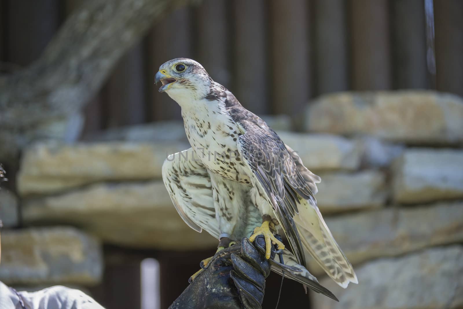 Gyrfalcon, (Falco rusticolus). Photo is shot July 25, 2013.