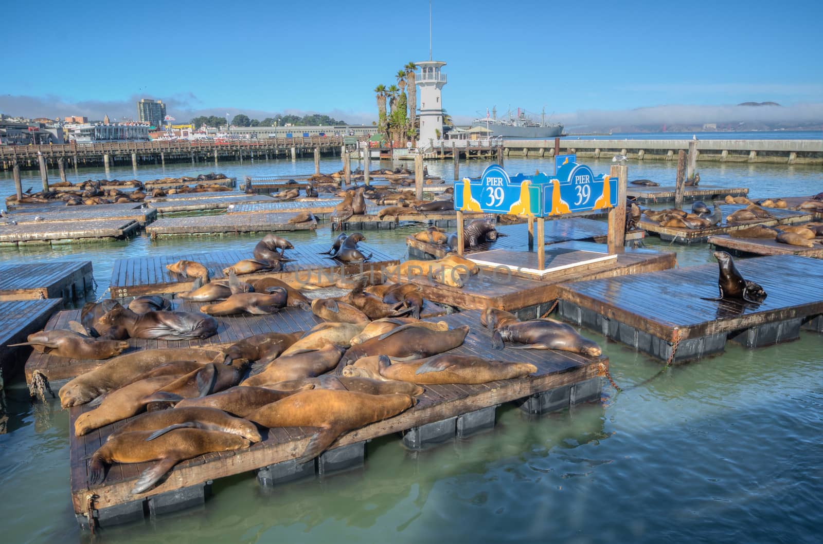 fishermans Sea lions at Pier 39, San Francisco, USA california