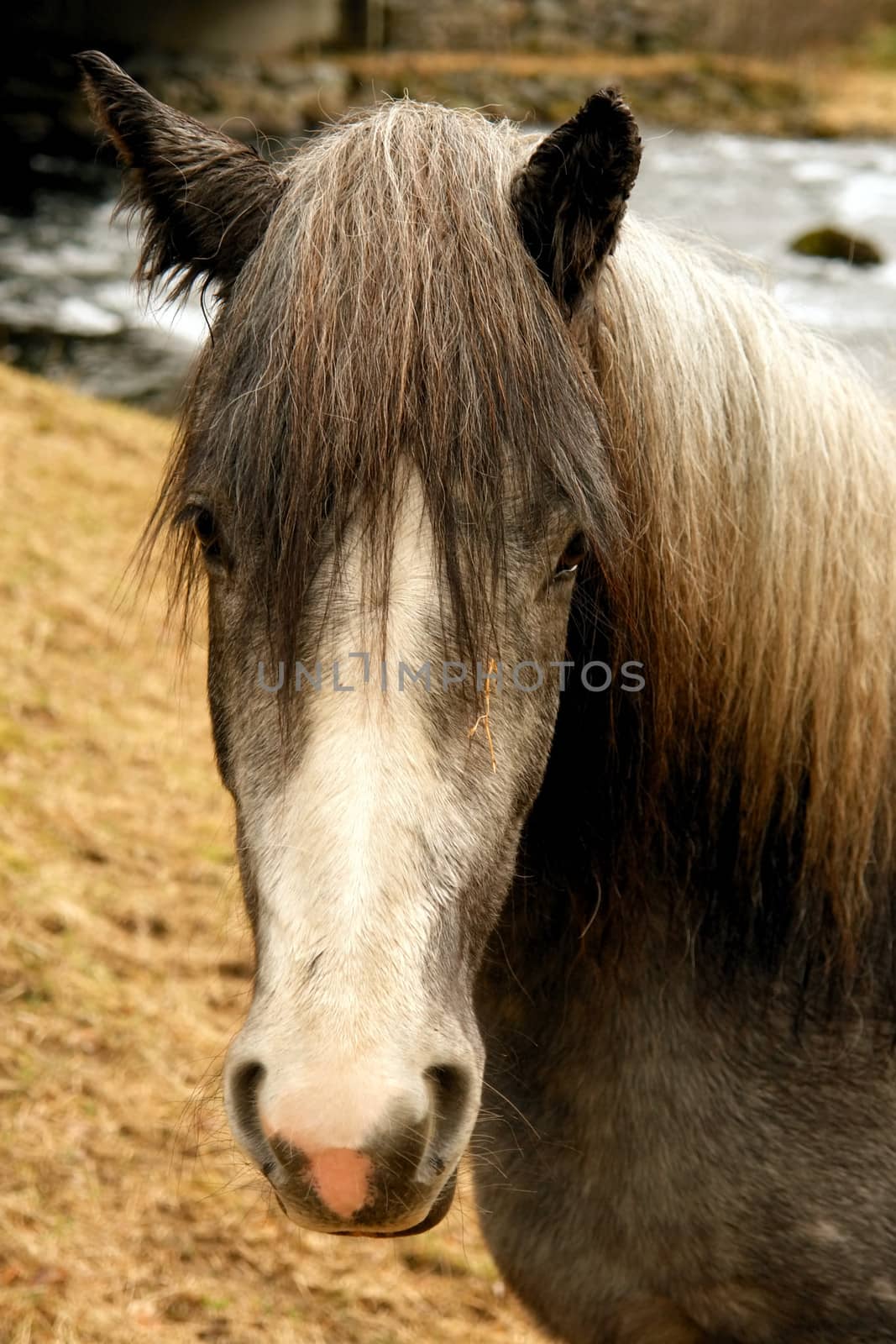 Nordic horse picturesque portrait in wild scenario