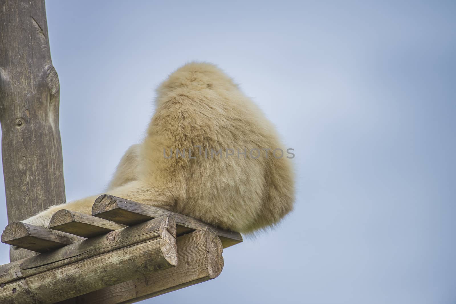 Gibbon, (hylobatidae). Photo is shot July 27, 2013.