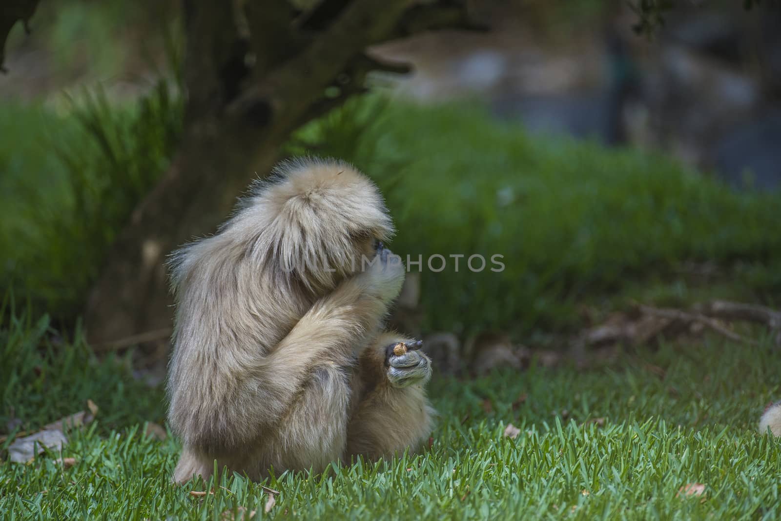 Gibbon, (hylobatidae). Photo is shot July 27, 2013.