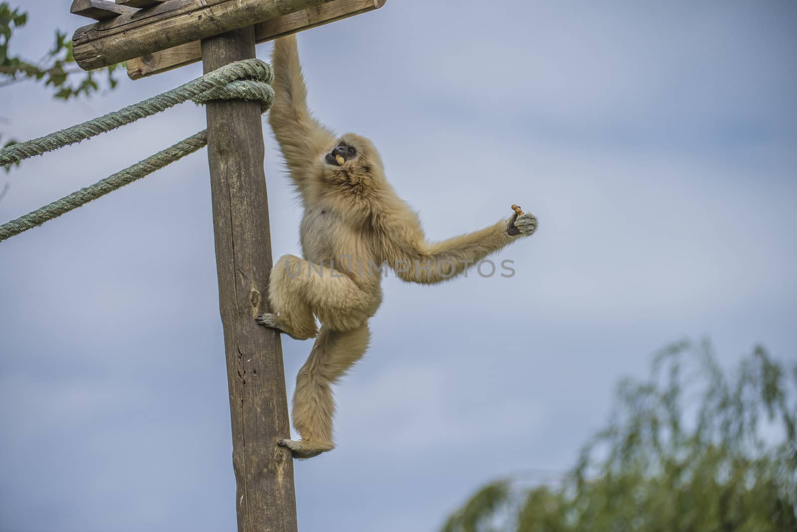 Gibbon, (hylobatidae). Photo is shot July 27, 2013.