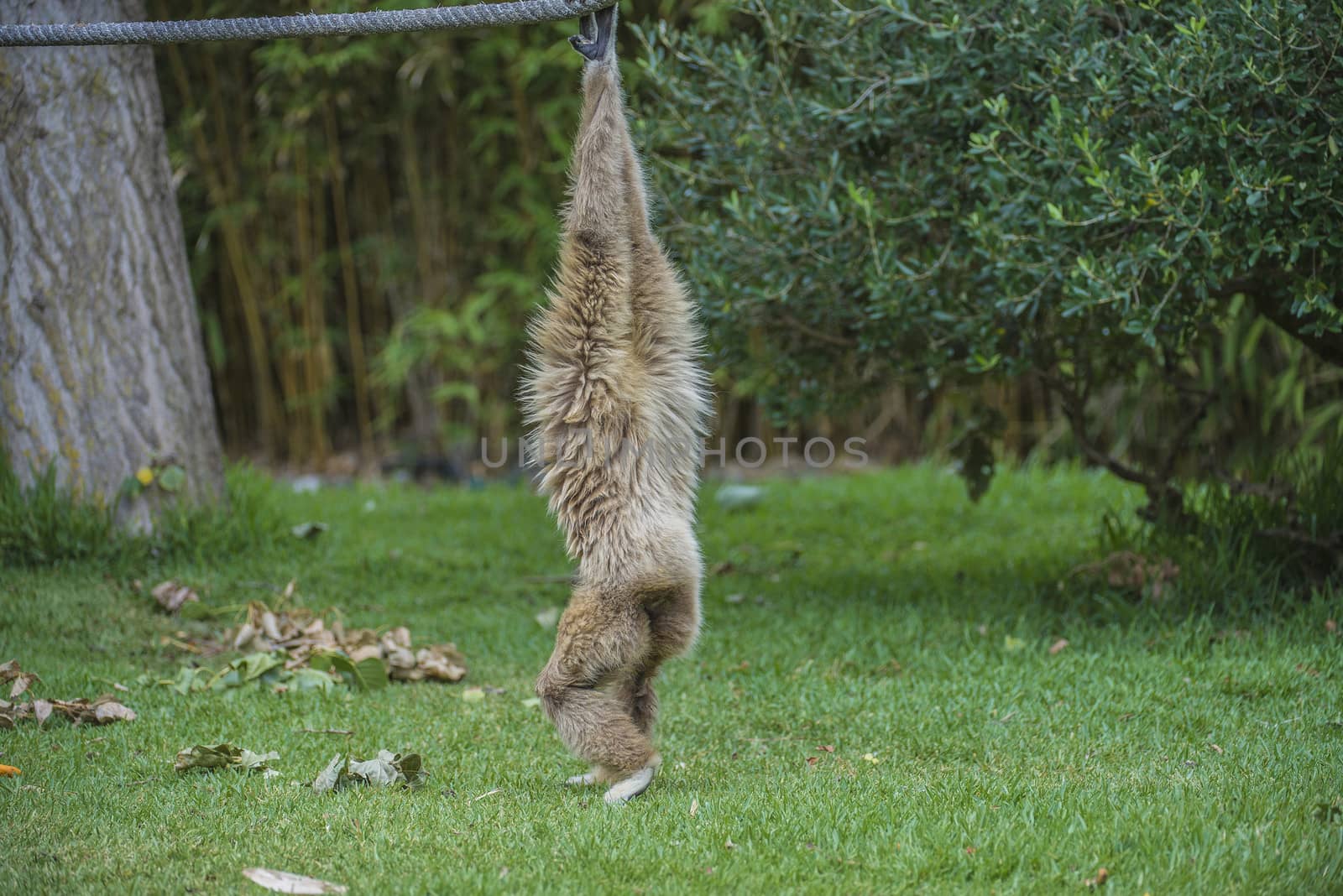 Gibbon, (hylobatidae). Photo is shot July 27, 2013.
