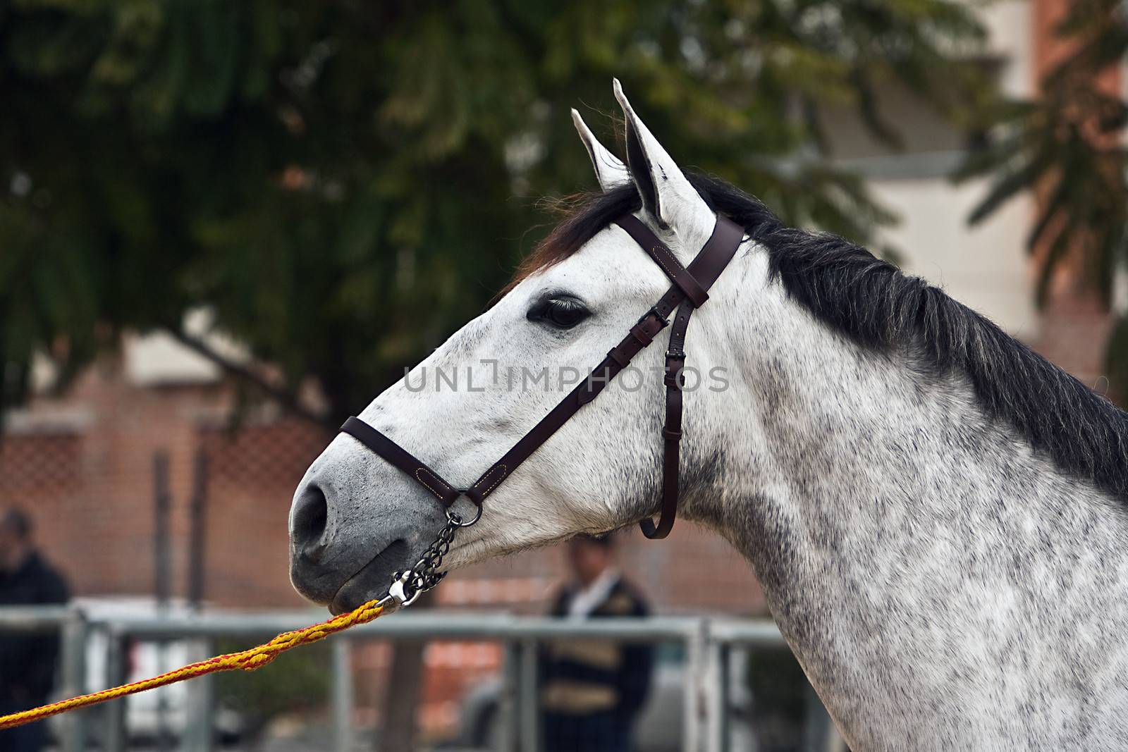 Functionality testing of horses of purebred Spanish, Spain by digicomphoto