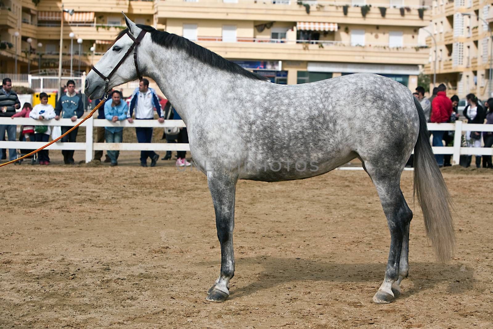 Functionality testing of horses of purebred Spanish, Spain by digicomphoto