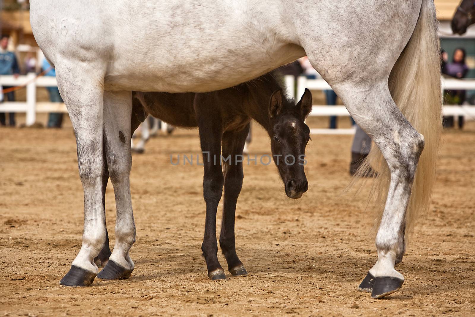 Mare with a colt during equestrian event held in Andujar, Jaen province, Andalucia, Spain by digicomphoto