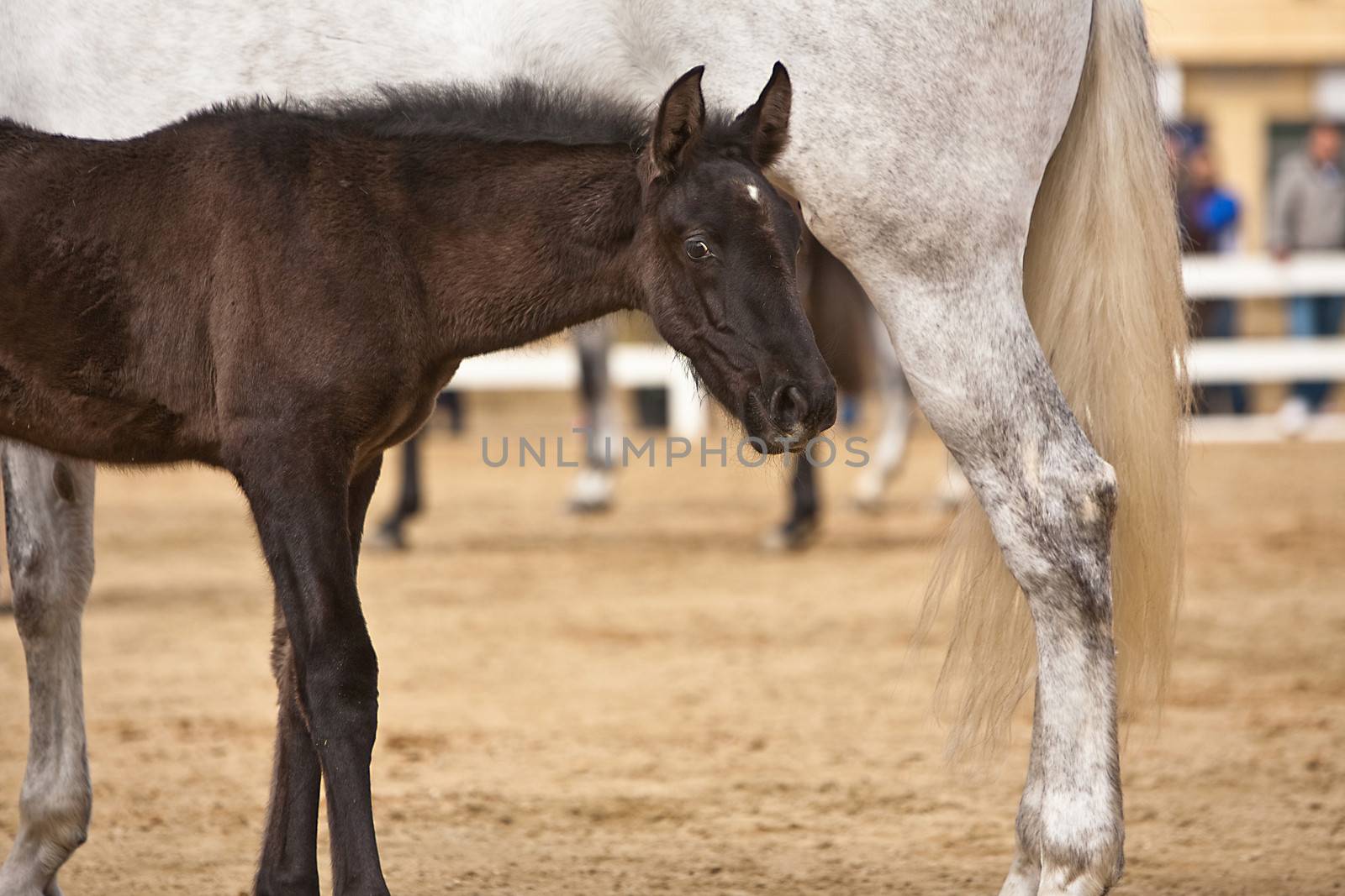 Mother horse and nursing baby, Spain