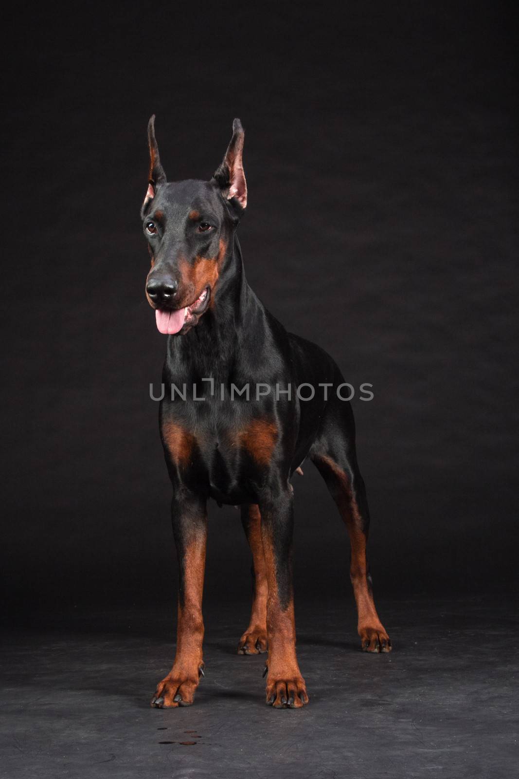 Doberman Pinscher portrait on black. Studio shot of female dog.