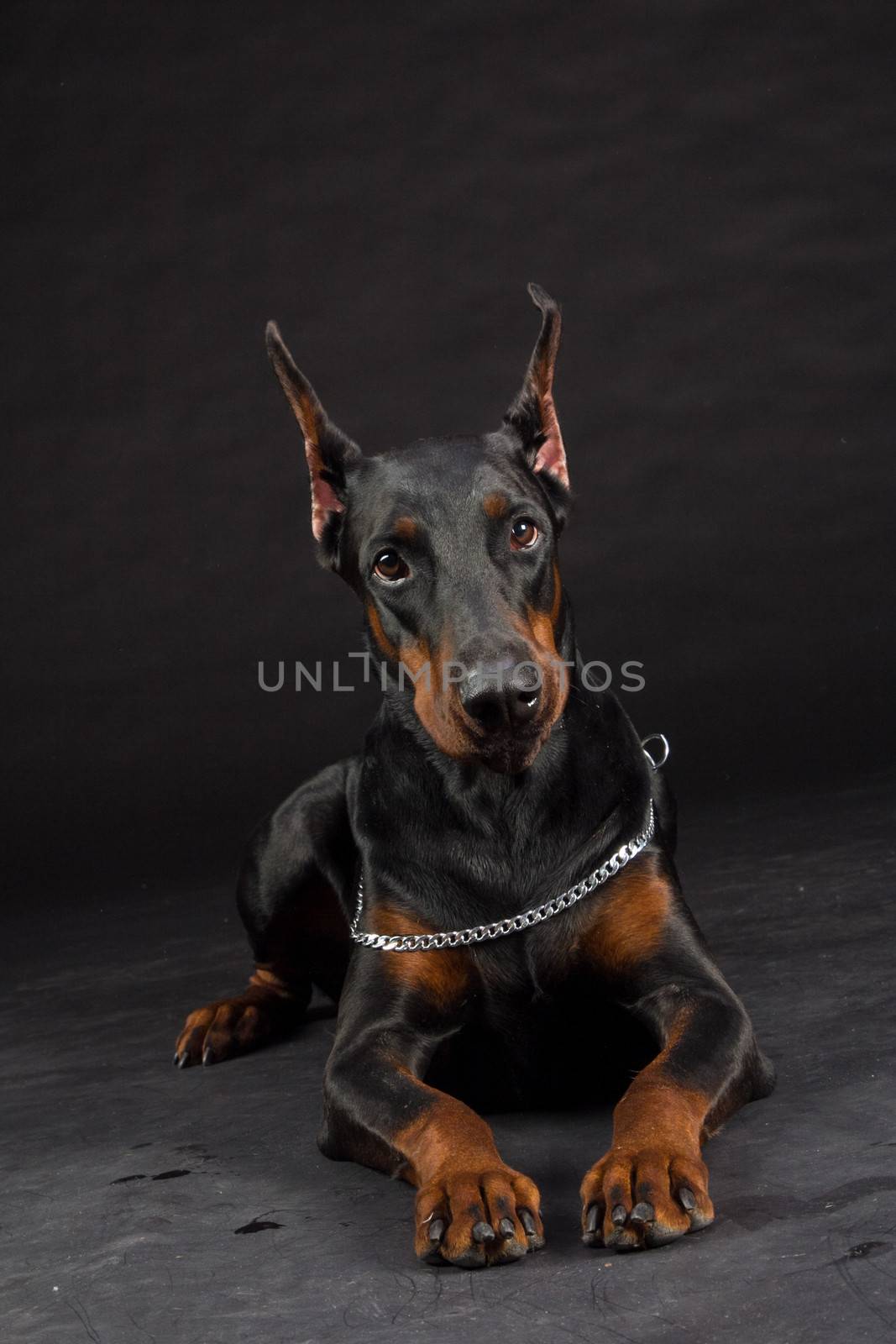 Doberman Pinscher portrait on black. Studio shot of female dog.