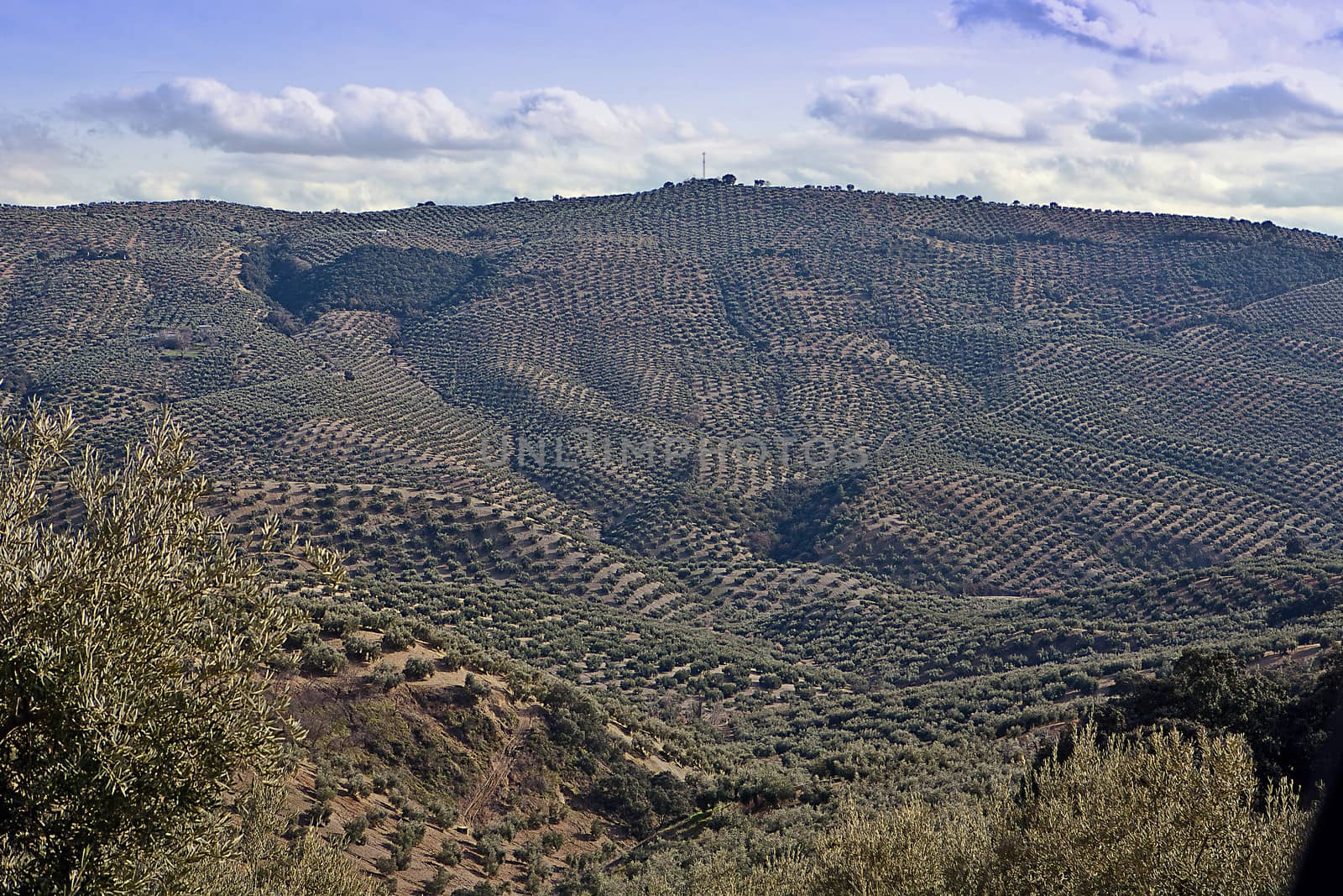 Ecological cultivation of olive trees in the province of Jaen, Spain