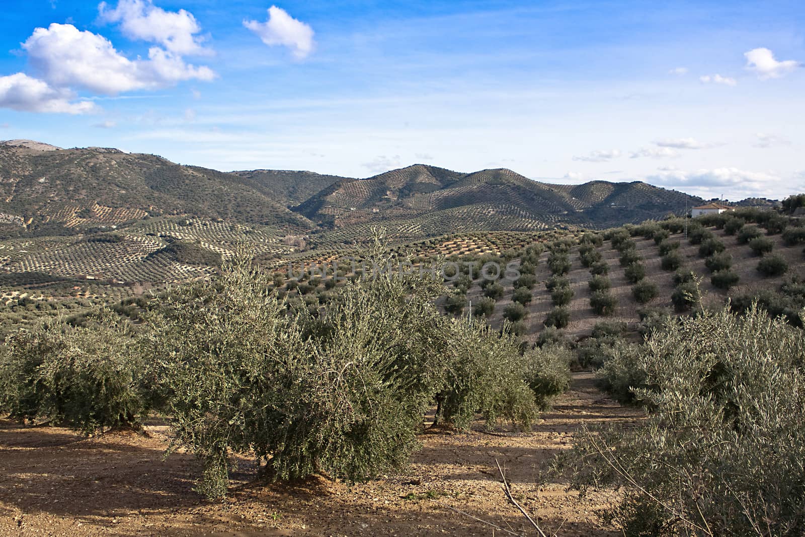 Ecological cultivation of olive trees in the province of Jaen, Spain