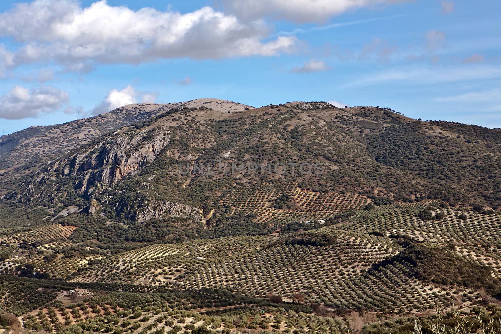 Ecological cultivation of olive trees in the province of Jaen, Spain