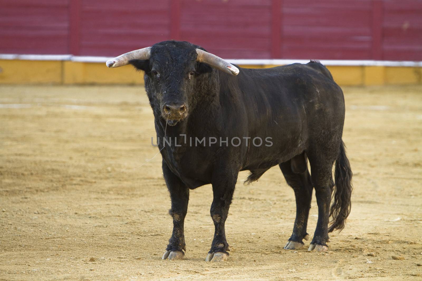 Capture of the figure of a brave bull in a bullfight, Spain