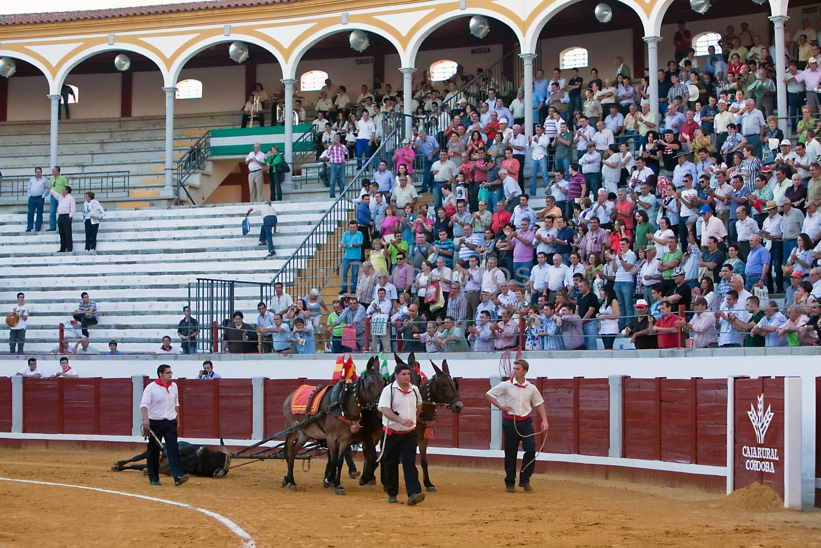 The dragging of a dead bulls carcass from the ring