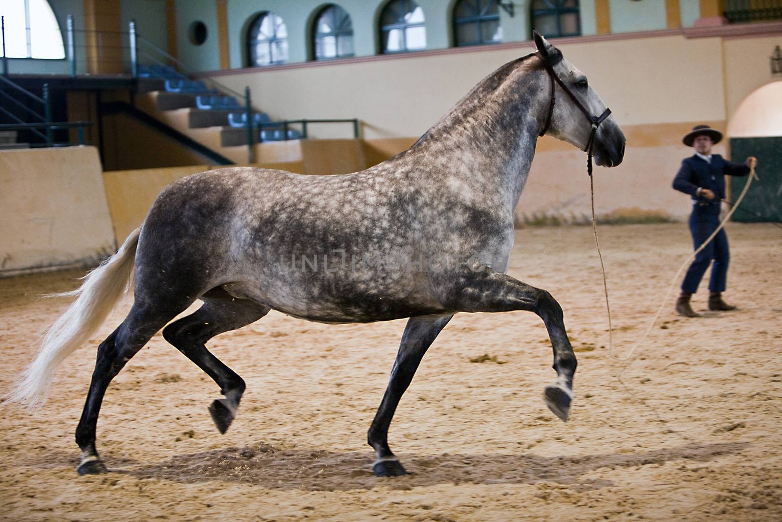 Functionality testing of horses of purebred Spanish, Spain by digicomphoto