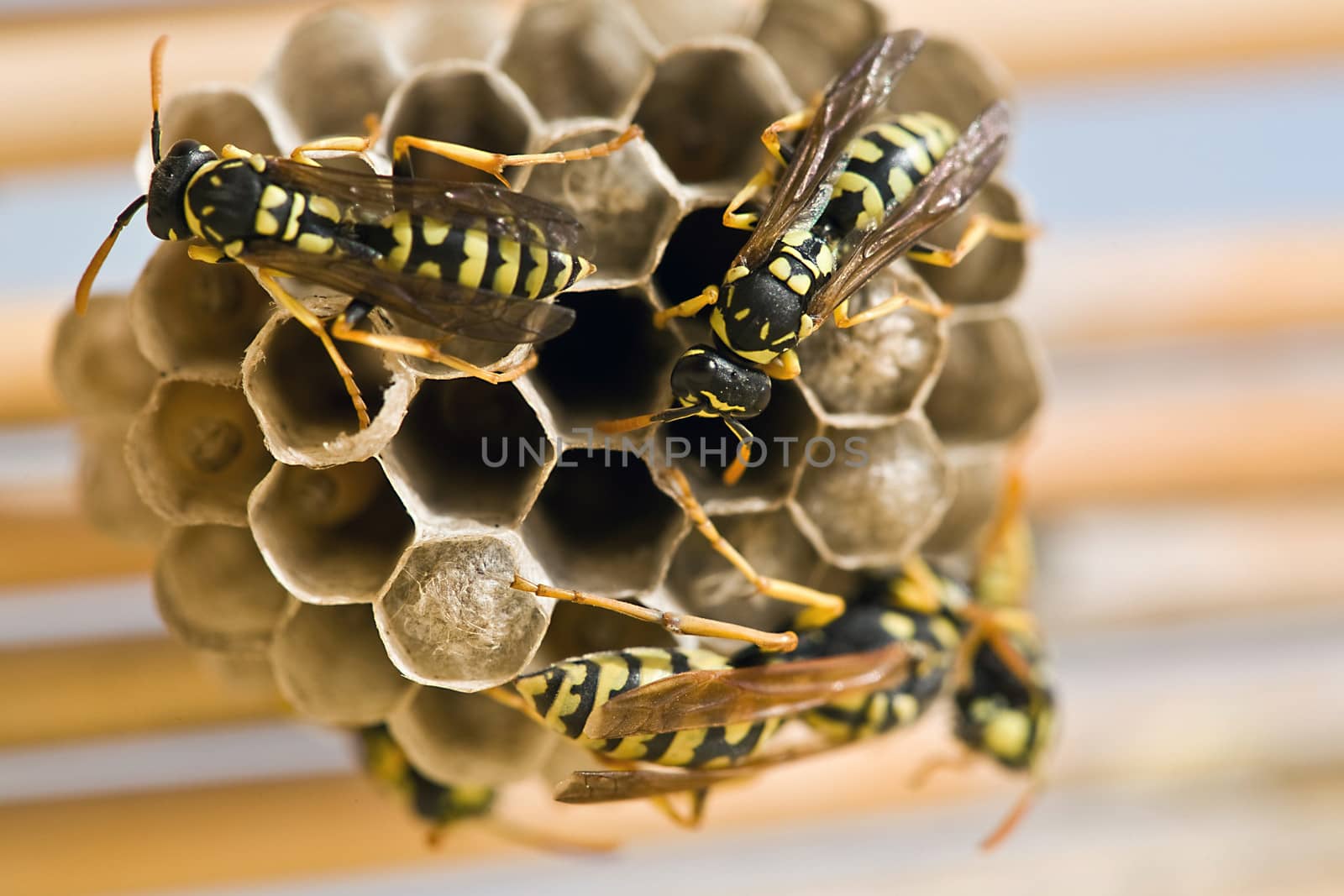 Adult yellow jacket wasps and larvae on a large nest, Spain