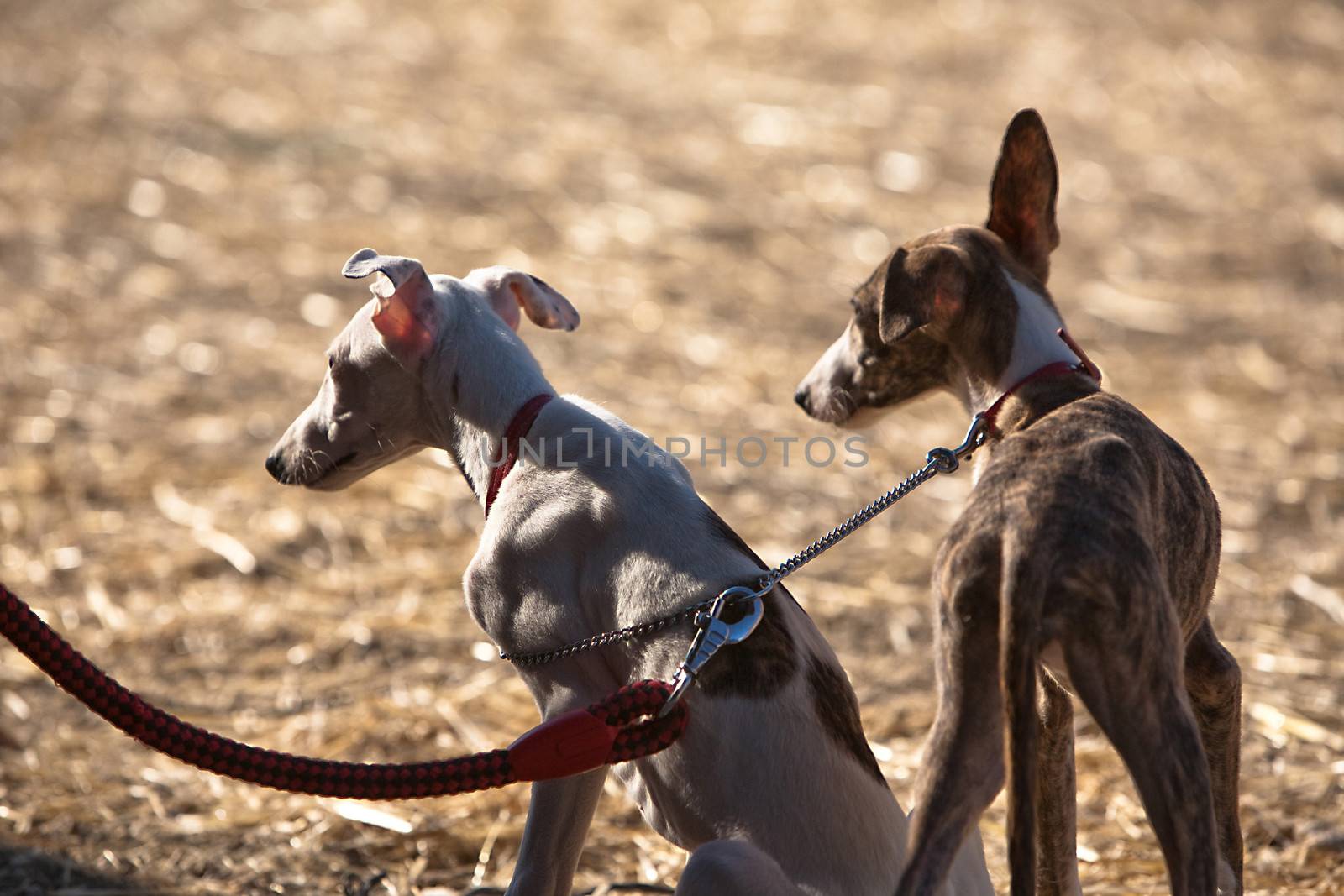 The Greyhound is a breed of dog native of Spain, so it is also known as Spanish galgo.