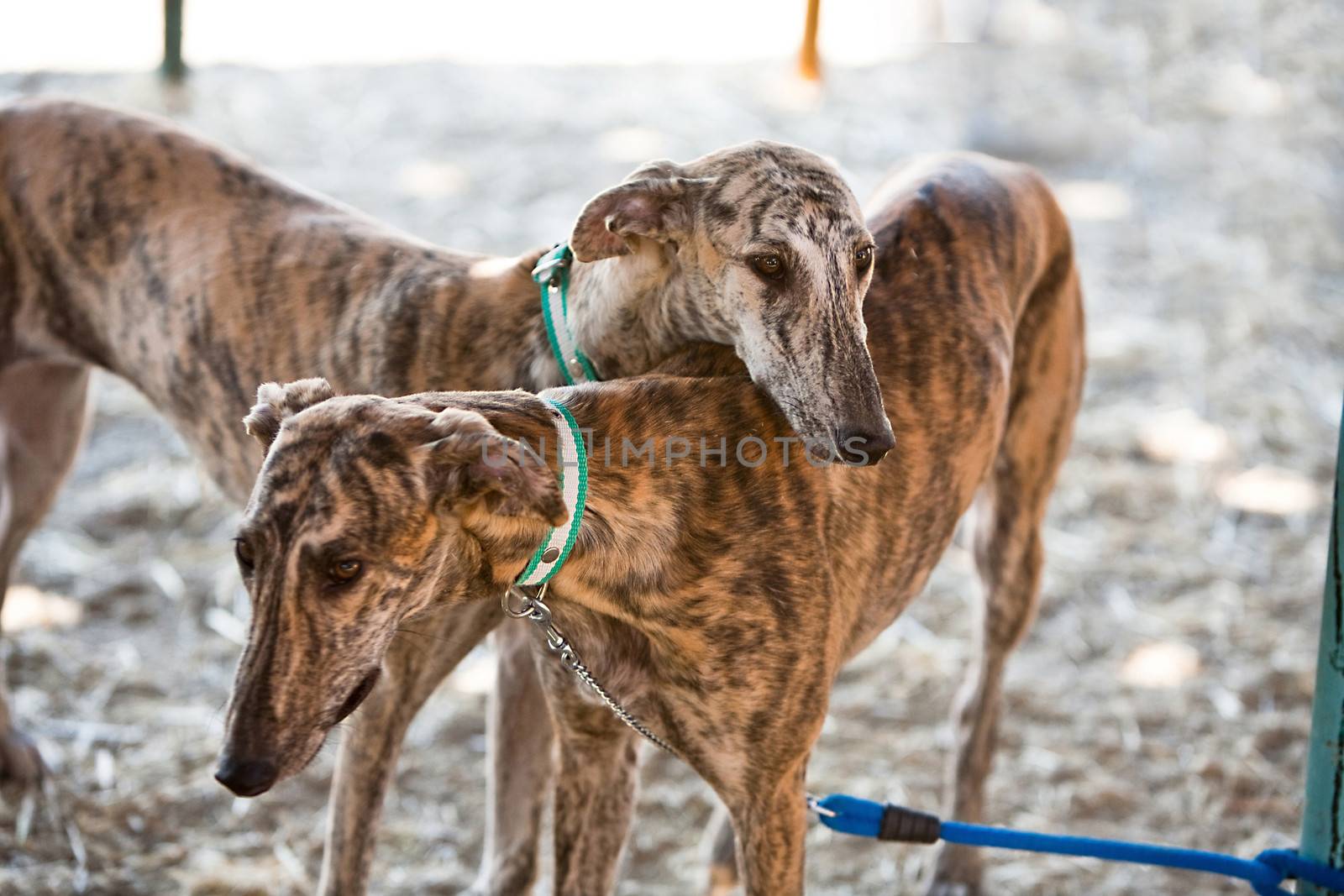 The Greyhound is a breed of dog native of Spain, so it is also known as Spanish galgo.