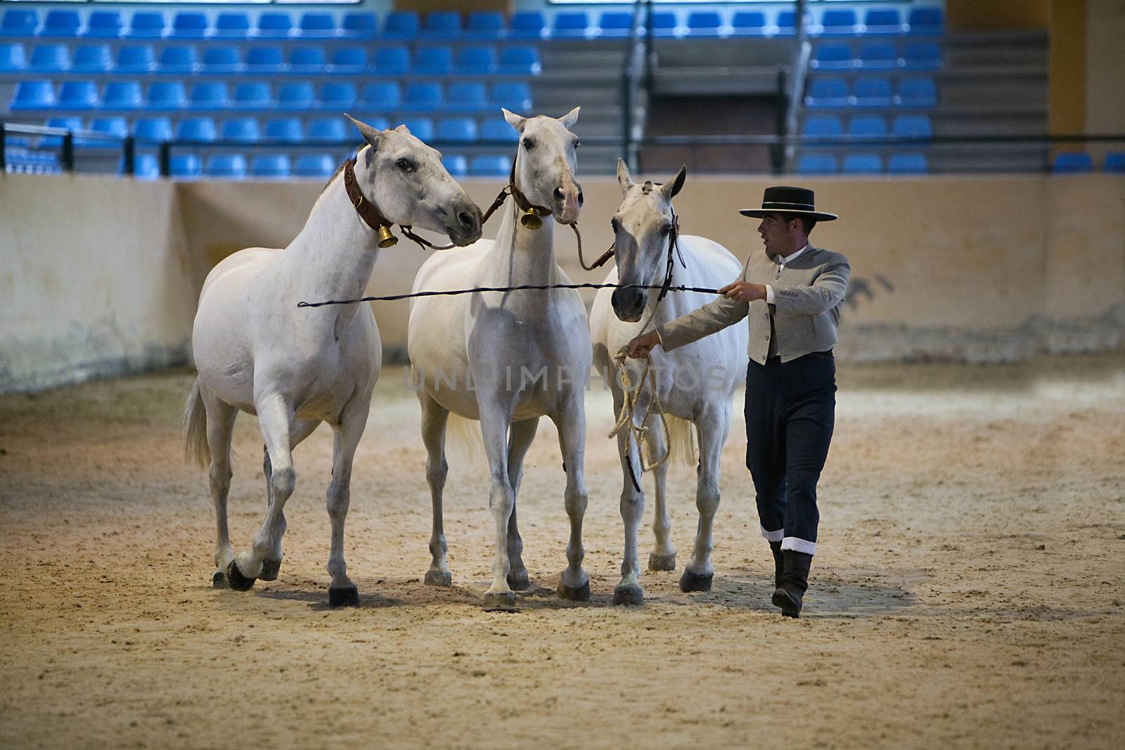 Equestrian test functionality with 3 pure Spanish horses, also called cobras 3 Mares, Spain