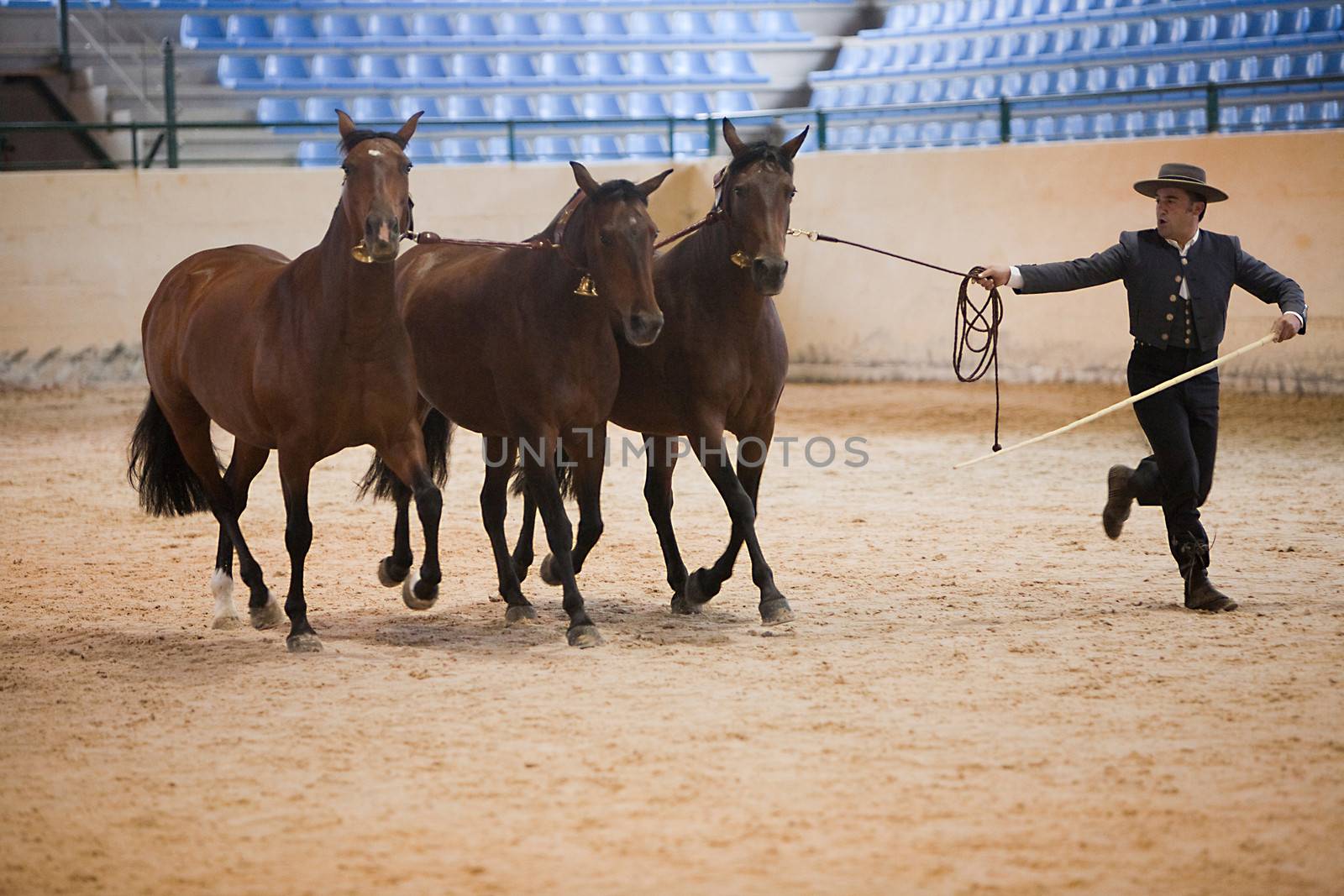 Equestrian test functionality with 3 pure Spanish horses, also called cobras 3 Mares, Spain