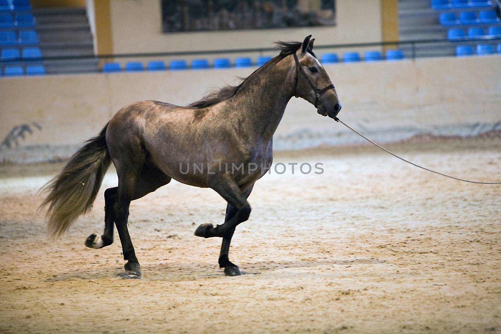 Equestrian test of morphology to pure Spanish horses, Spain