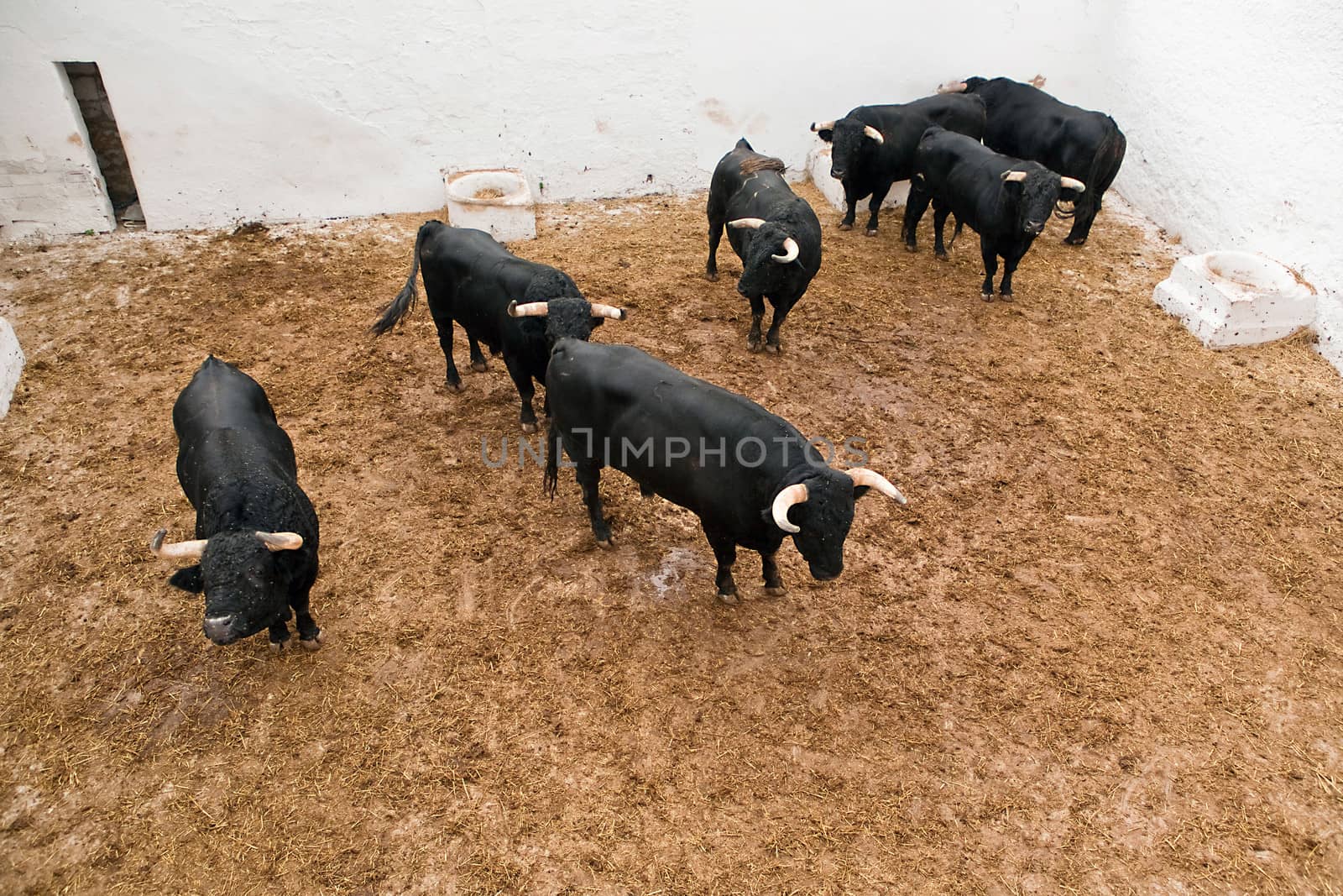 Spanish brave fight bulls in the stable, Spain