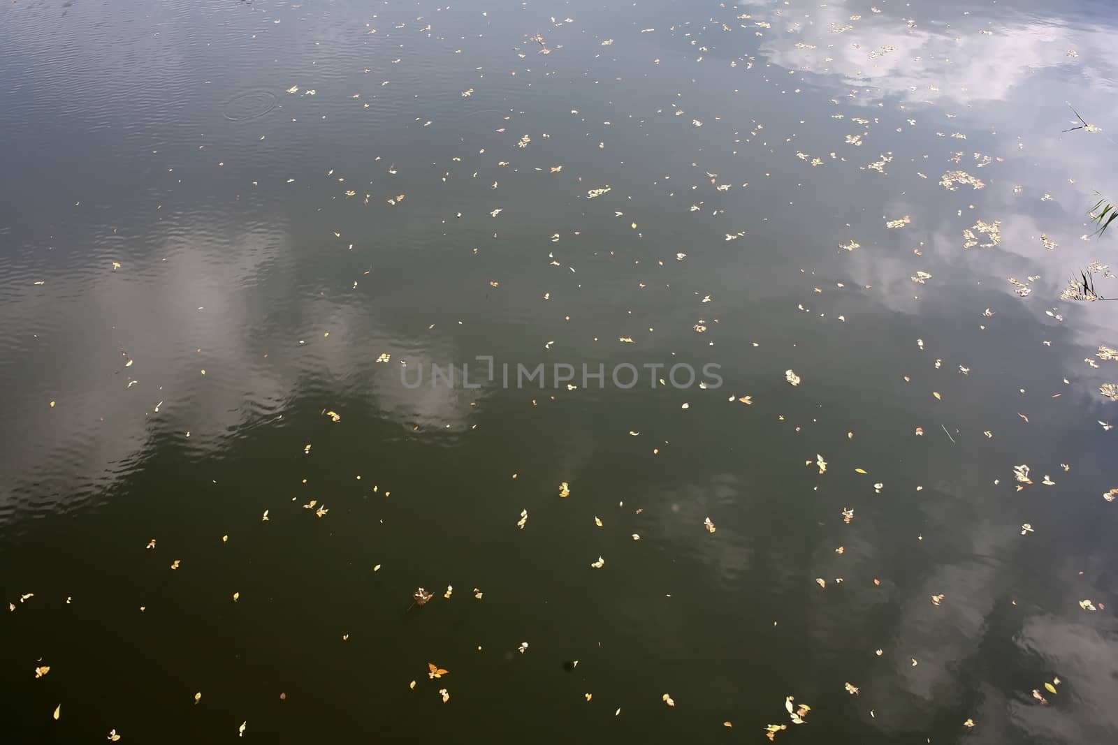 River surface with clouds and dry orazheiem small leaves on the surface