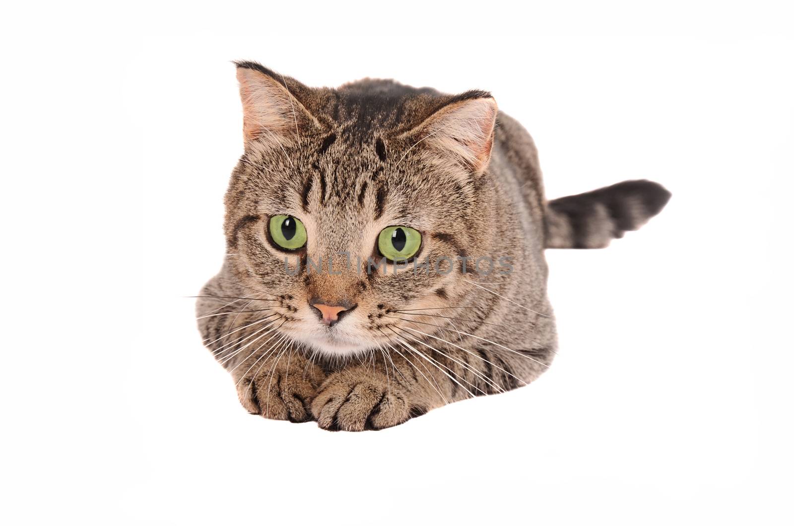 Green eyed tabby kitten lying down on a white background