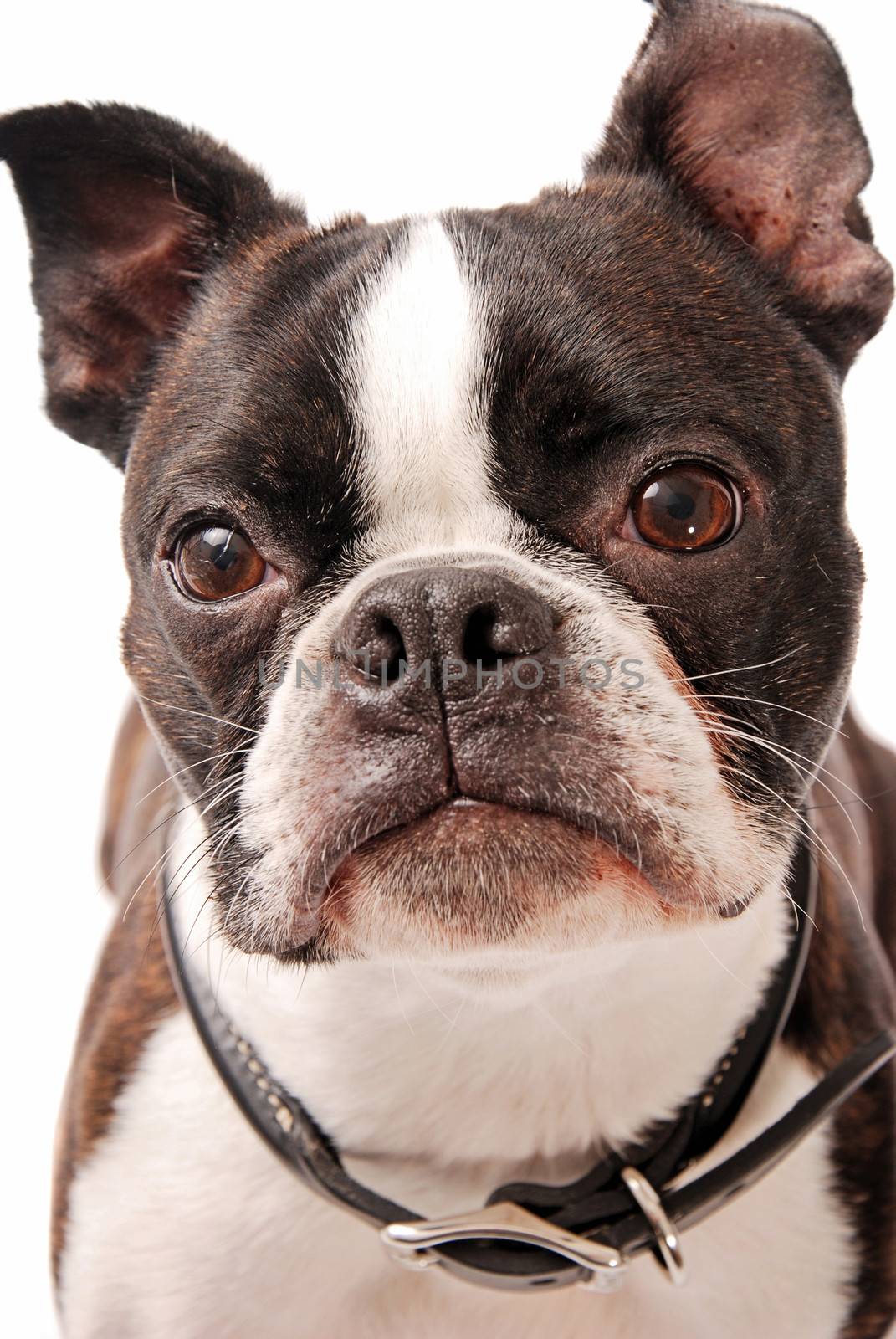 Face shot of a cute Boston Terrier dog on a white background