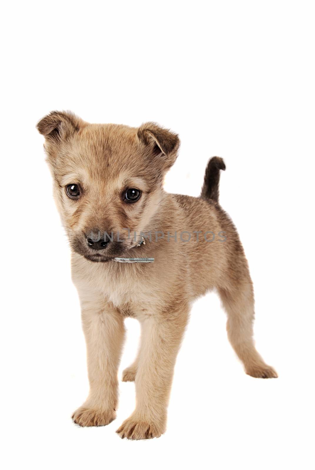 A brown puppy on white.