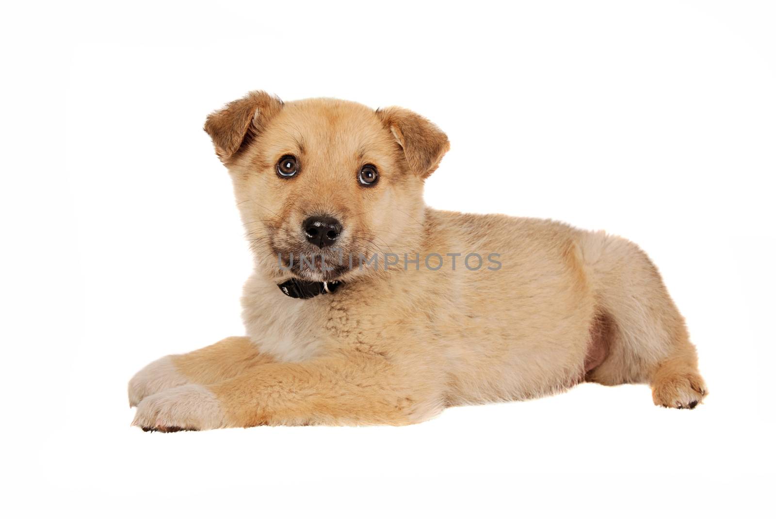 A tan coloured puppy on white.