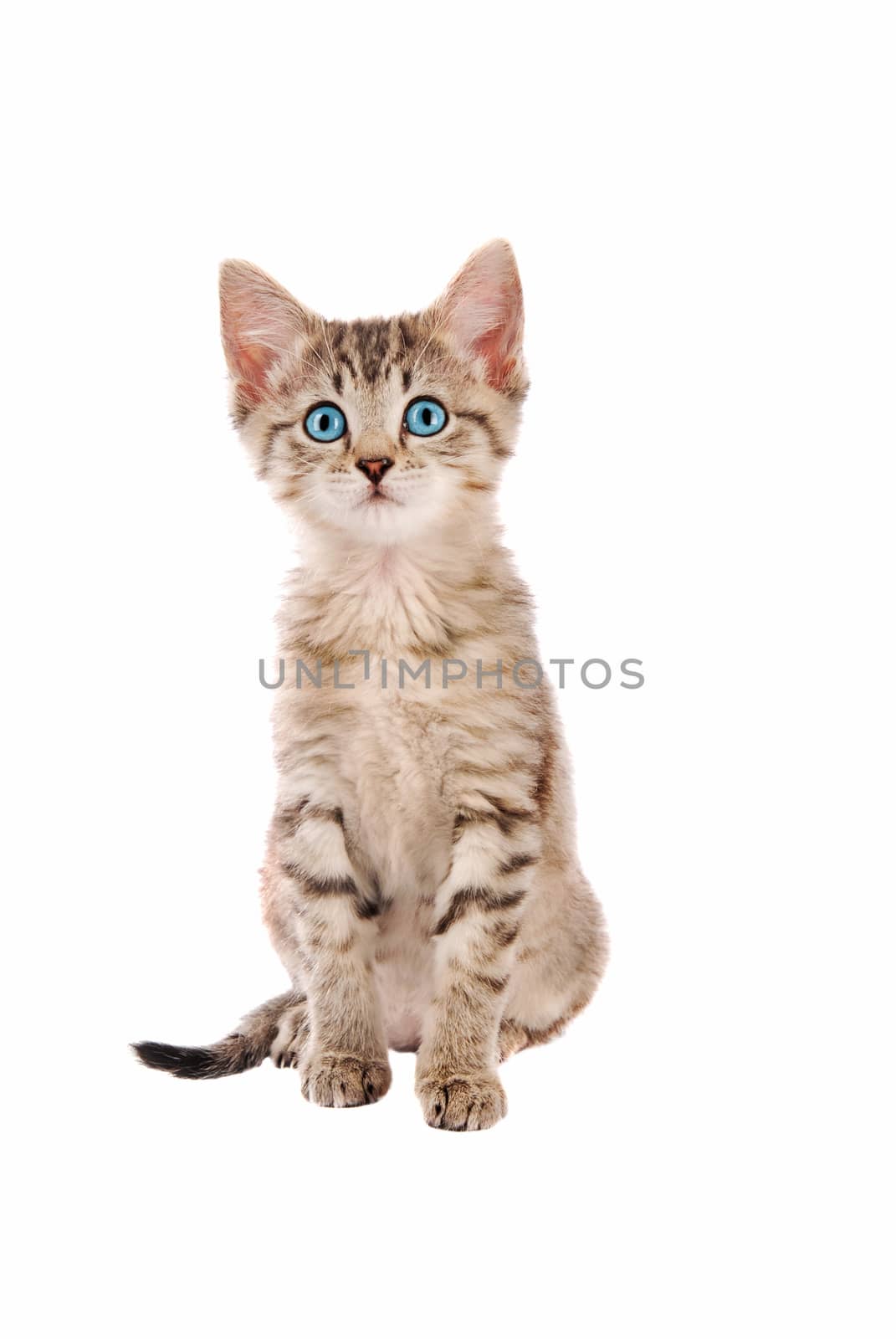 Adorable blue eyed kitten sitting on white