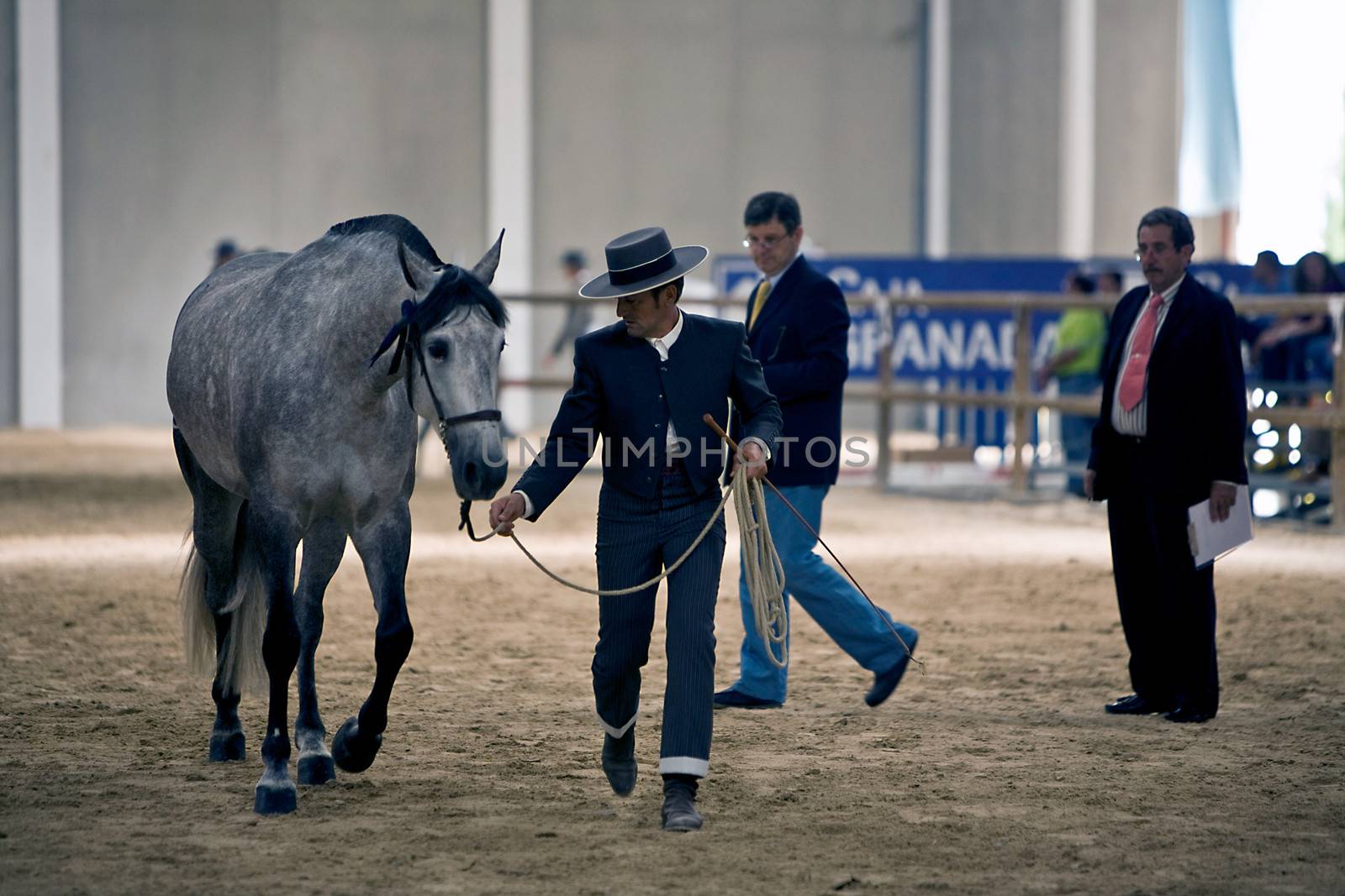 Functionality testing of horses of purebred Spanish, Spain by digicomphoto