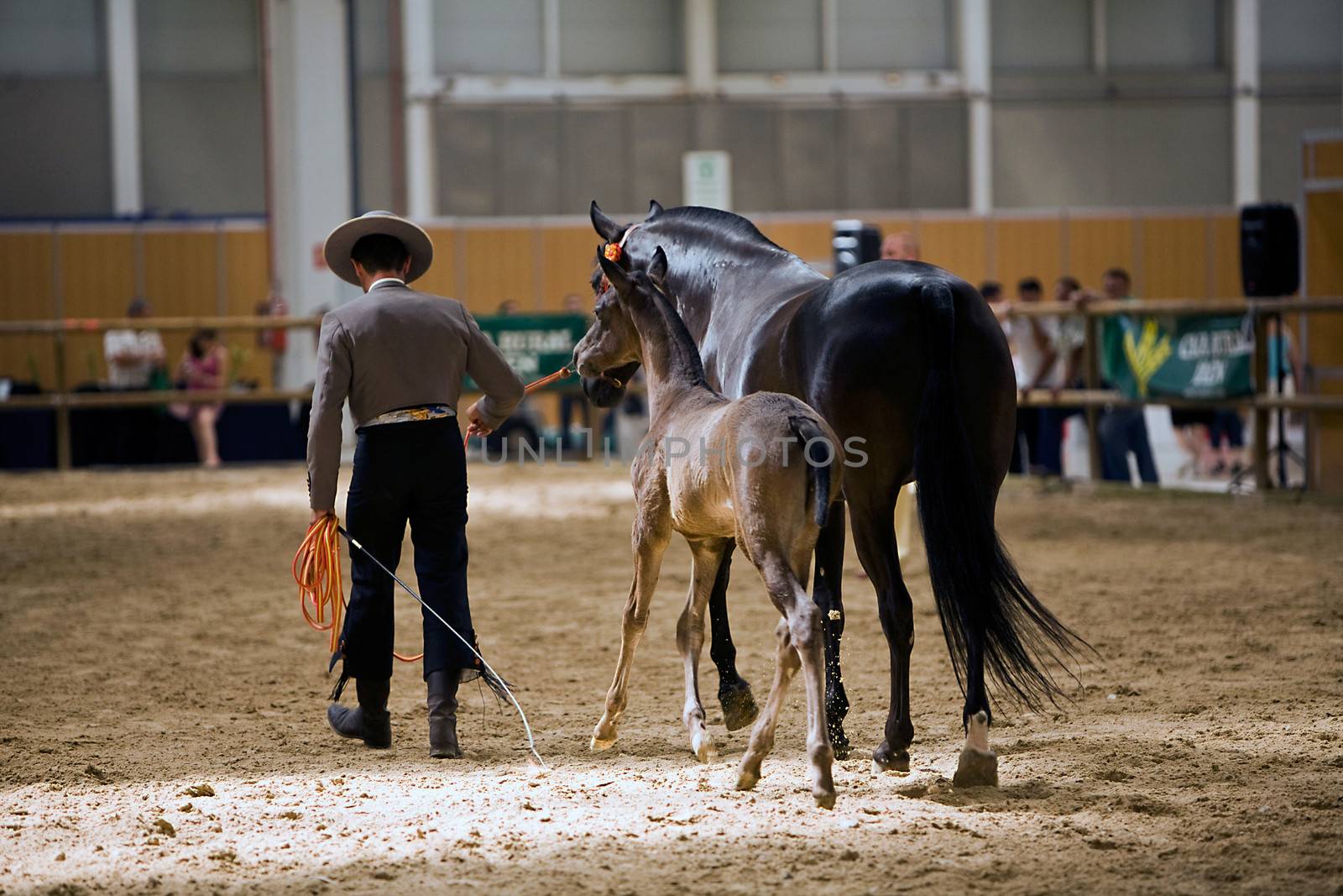 Equestrian test of morphology to pure Spanish horses, Spain