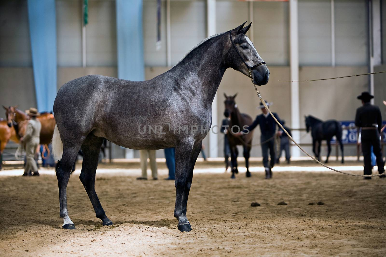 Functionality testing of horses of purebred Spanish, Spain by digicomphoto