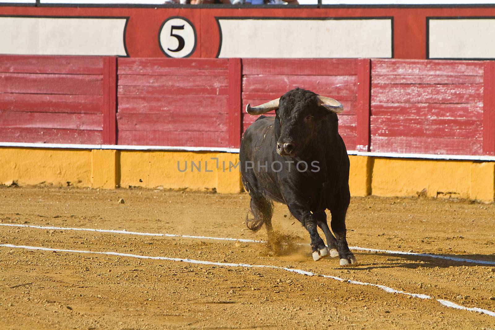 Capture of the figure of a brave bull in a bullfight, Spain
