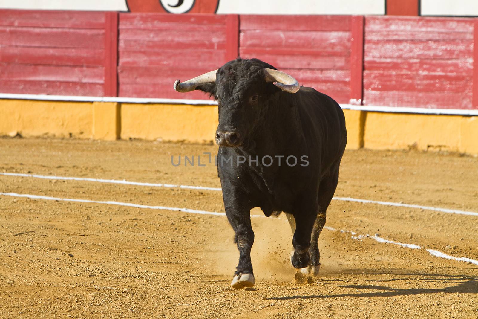 Capture of the figure of a brave bull in a bullfight, Spain