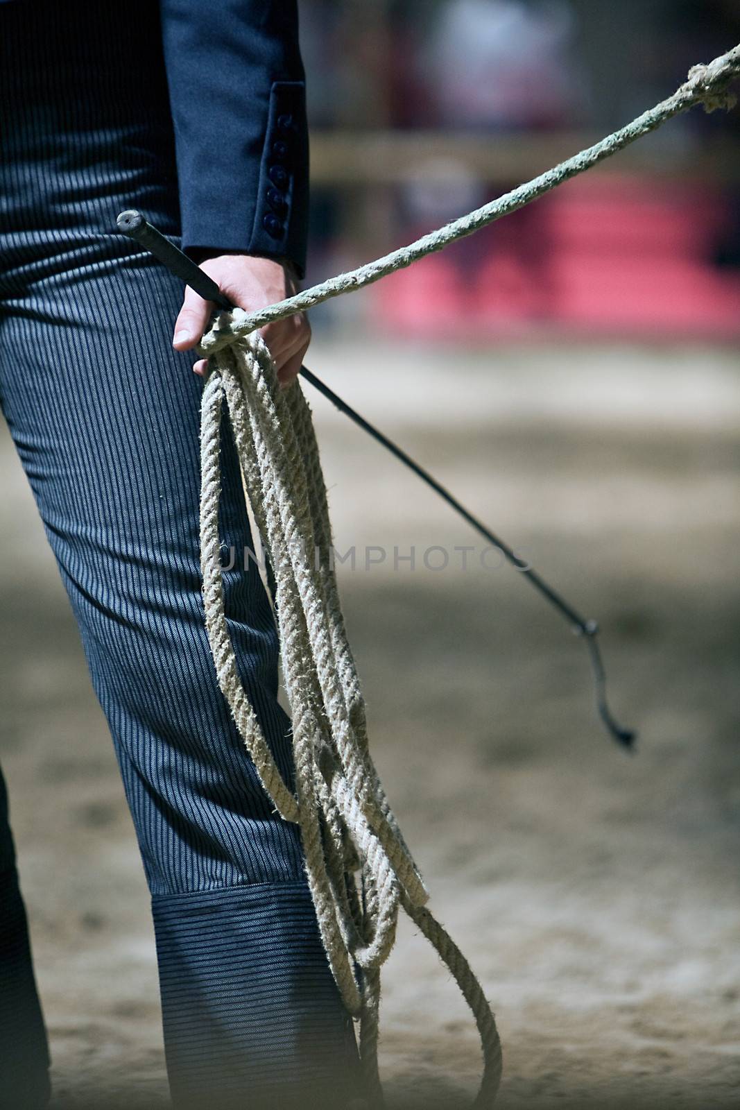 Functionality testing of horses of purebred Spanish, Spain by digicomphoto