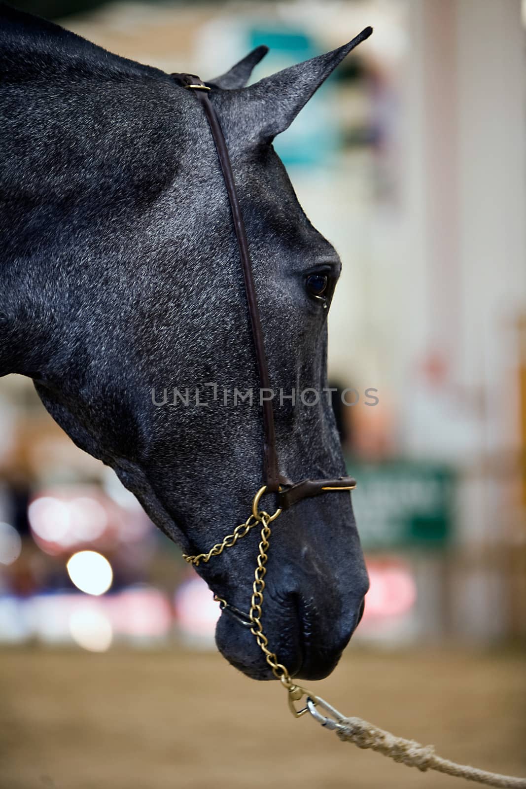 Detail of the head of a purebred Spanish horse