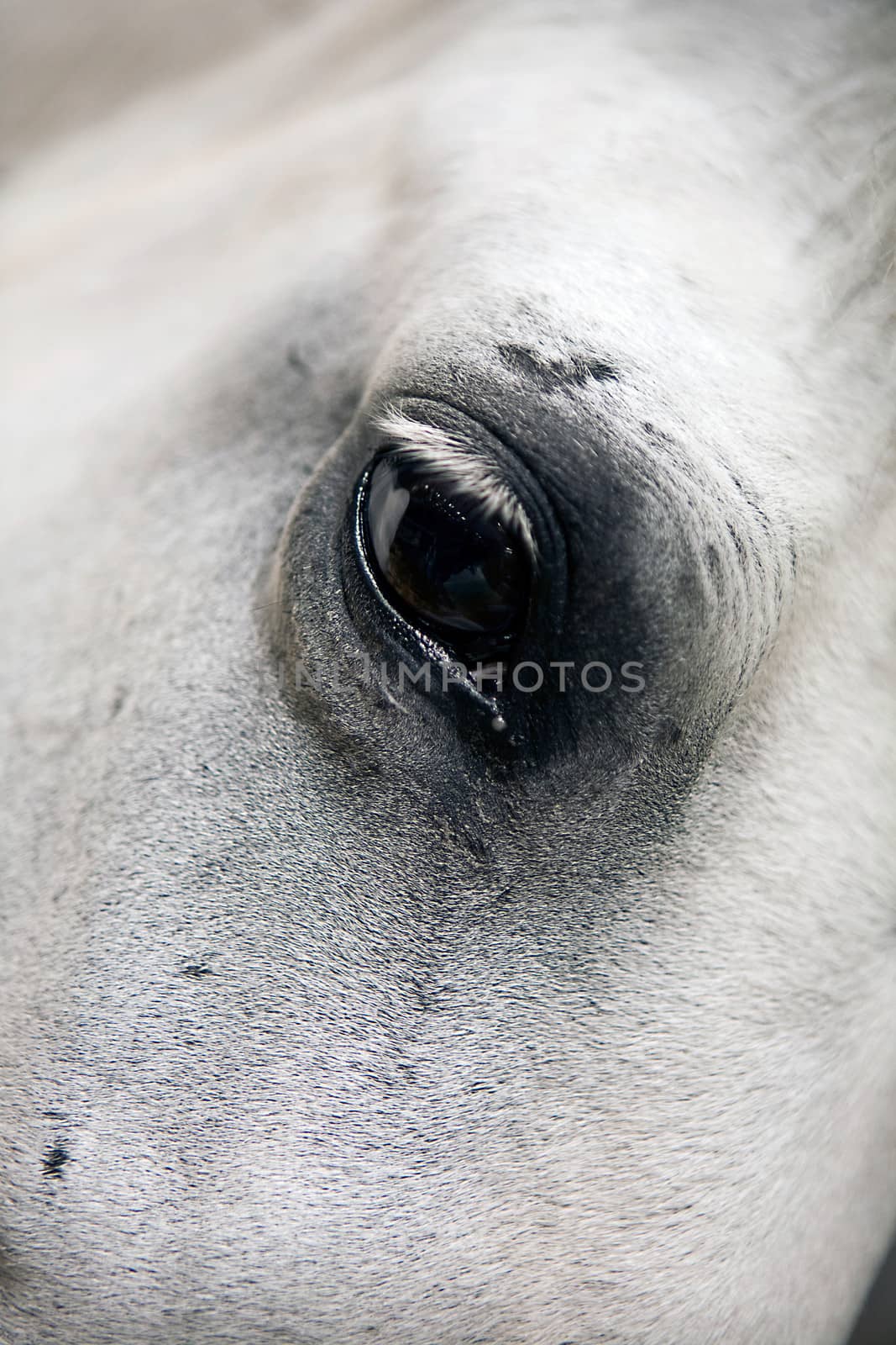 Detail of the head of a purebred Spanish horse