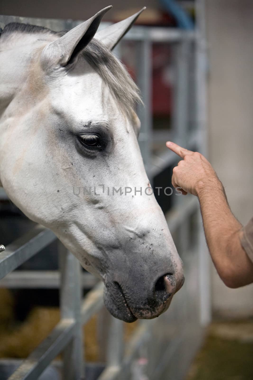 Detail of the head of a purebred Spanish horse