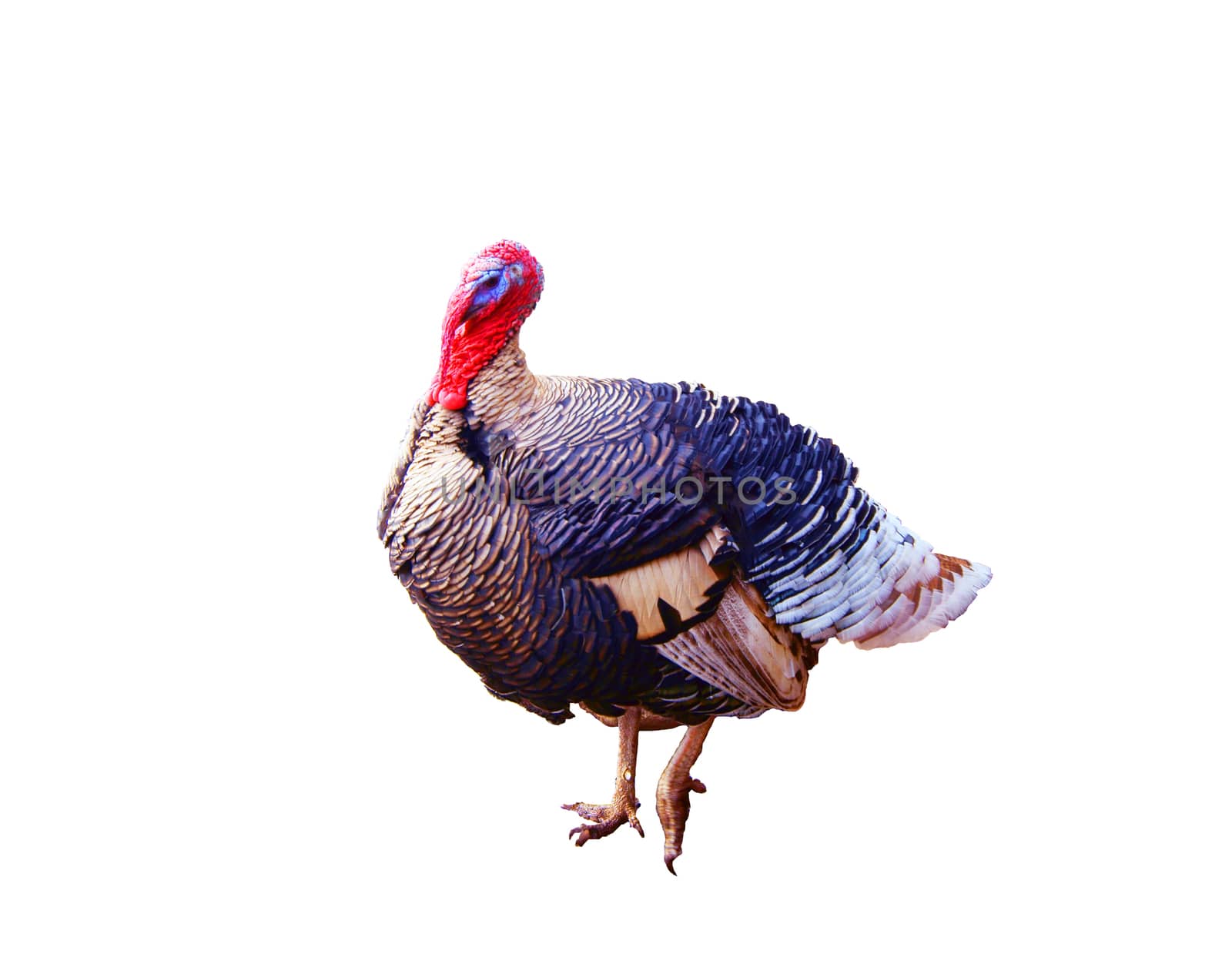 Turkey isolated on a white background. Clipping path included.