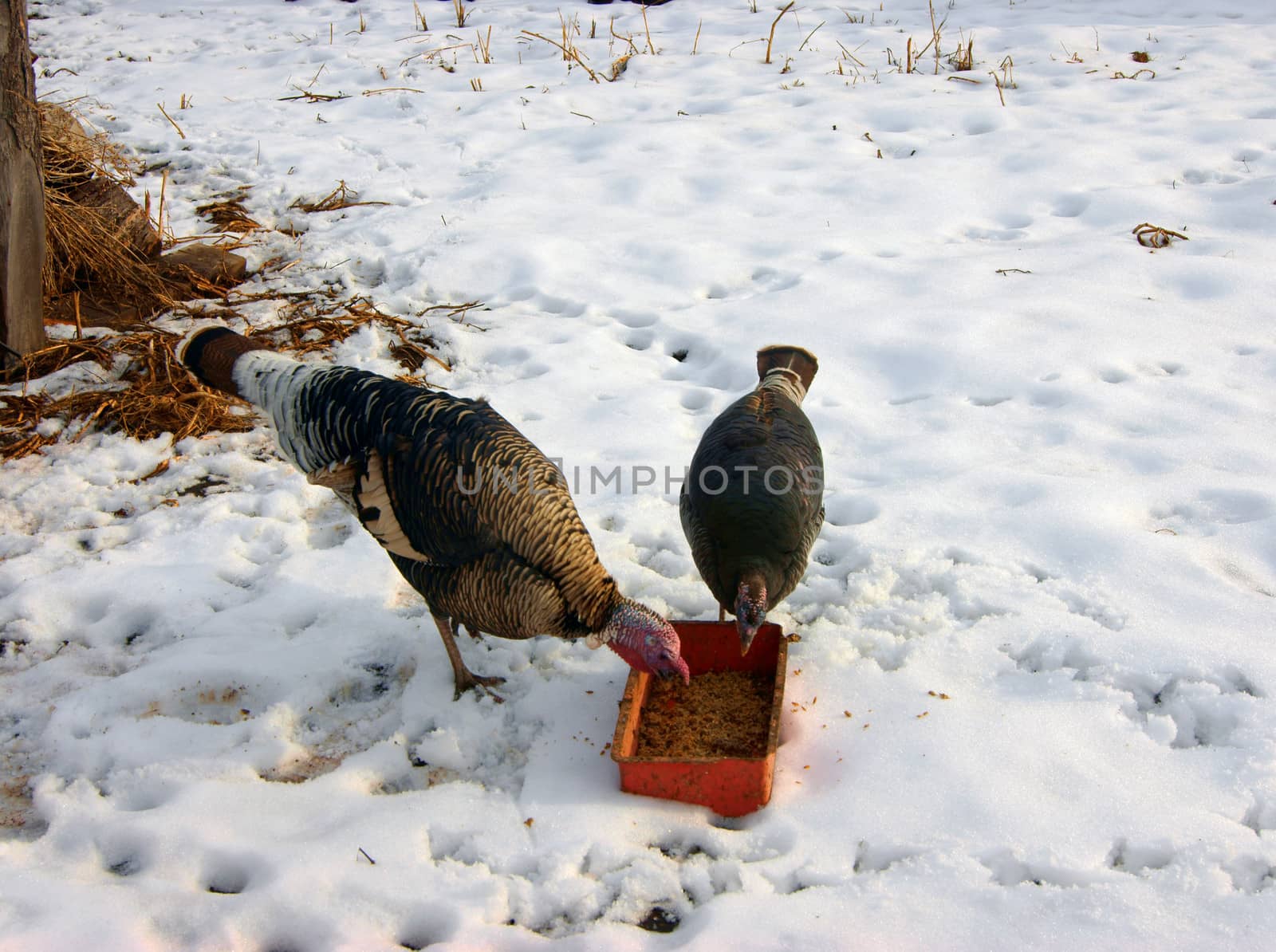 Two turkeys by cobol1964