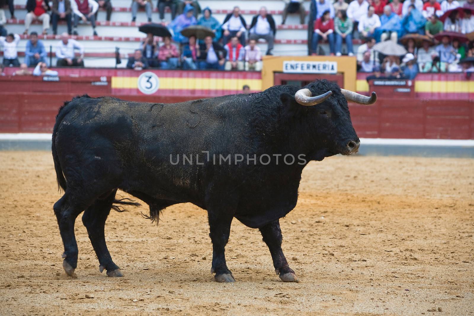 Capture of the figure of a brave bull in a bullfight, Spain