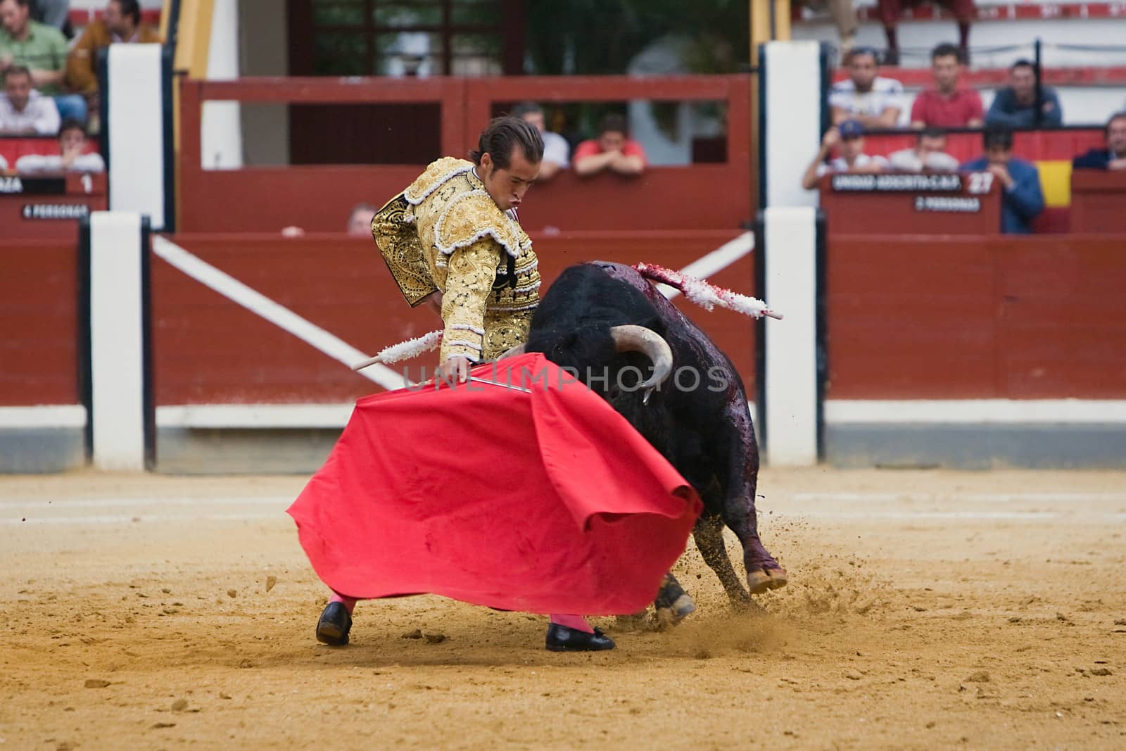 The Spanish toreador Cesar Jimenez fighting in the bullring of Jaen, Spain, October 17, 2008