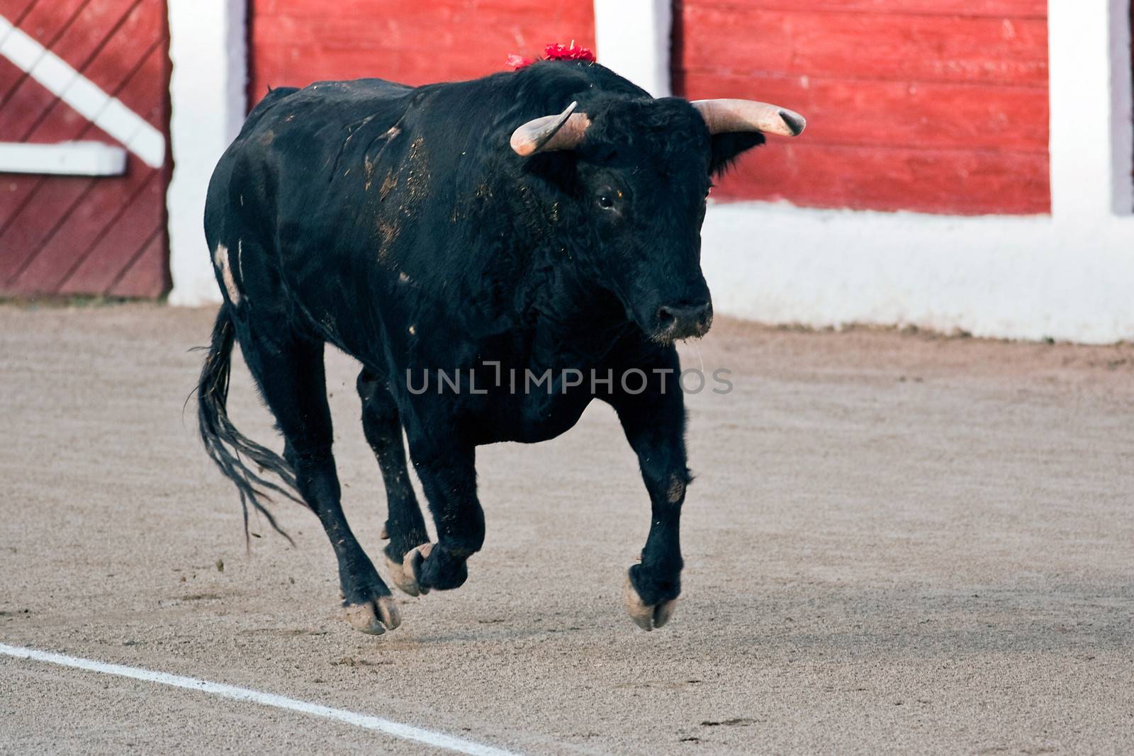 Capture of the figure of a brave bull in a bullfight, Spain