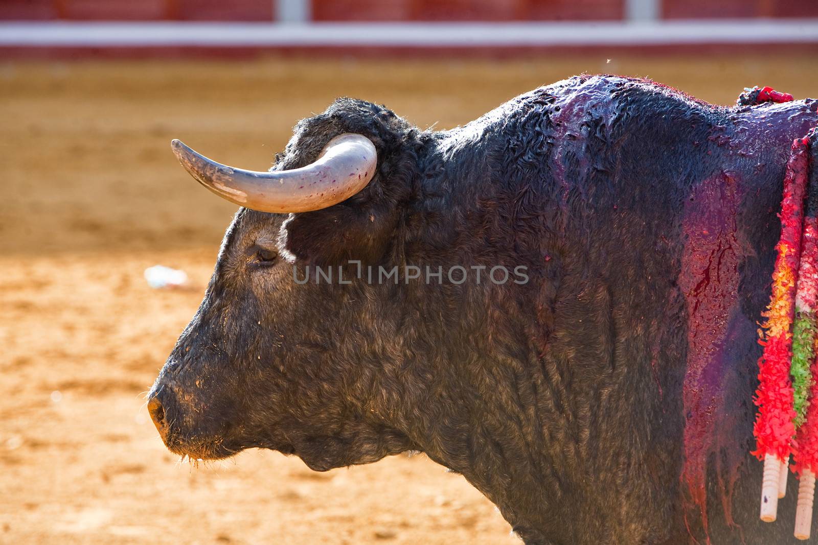 Capture of the figure of a brave bull Vitorino in a bullfight, Spain