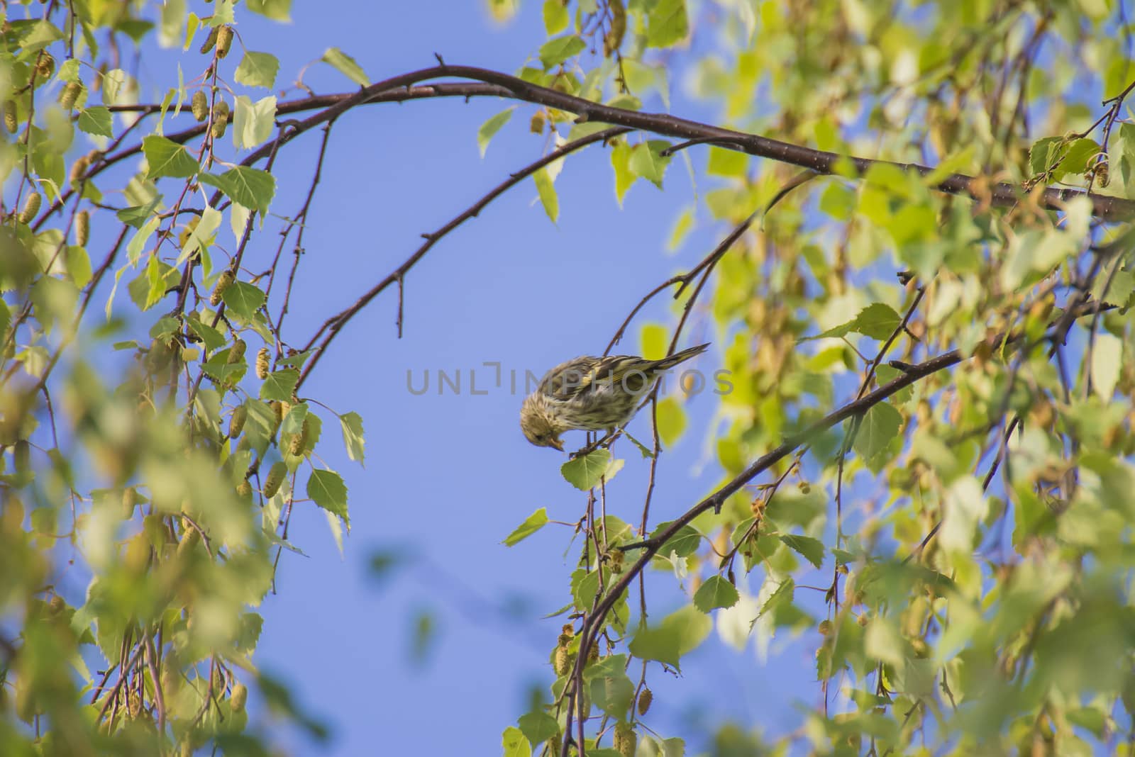 Image is shot when the bird is about to eat seeds in a deciduous tree in a forest called Remmen-forest located in Halden, Norway.