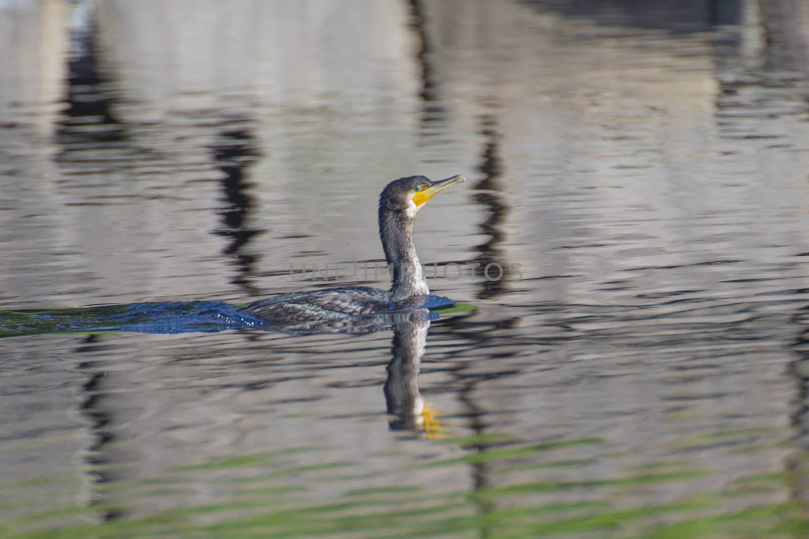 great cormorant, phalacrocorax carbo by steirus